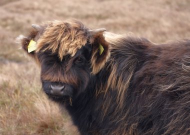 Dark brown Highland cattle portrait clipart