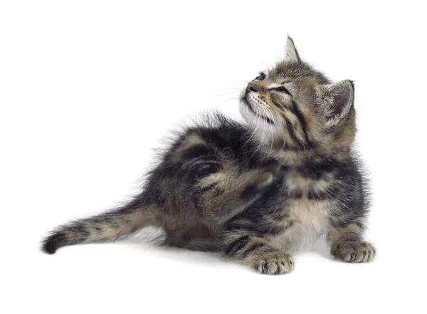 Scraping cute kitten — Stockfoto