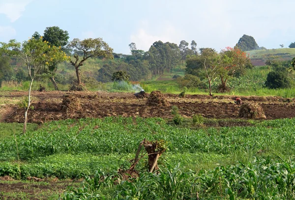 Agricultura perto das Montanhas Rwenzori — Fotografia de Stock