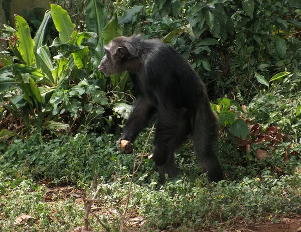 Chimpanzee in jungle vegetation — Stock Photo, Image