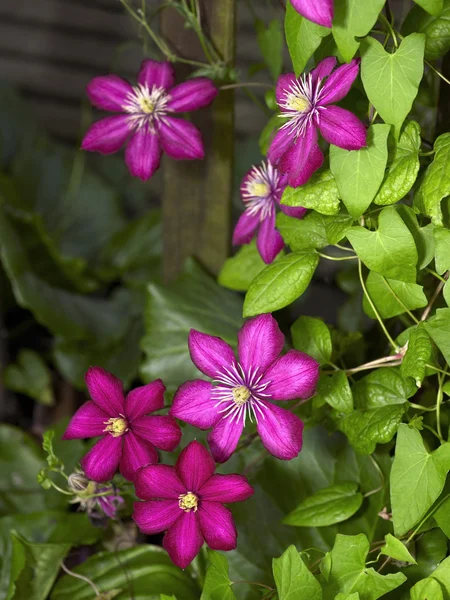 Flores intensas de Clematis —  Fotos de Stock