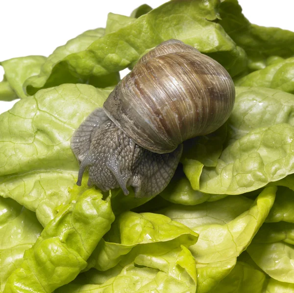 Grapevine snail at feed — Stock Photo, Image