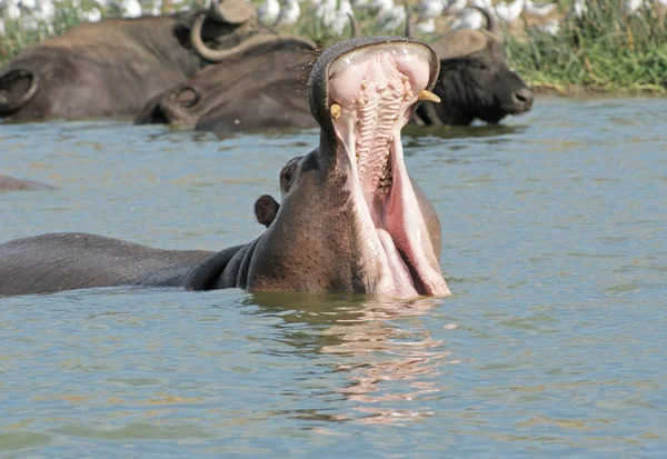 Hippopotame à bouche ouverte — Photo