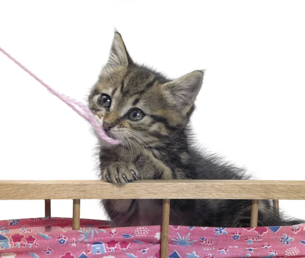 Kattunge och rosa ull — Stockfoto