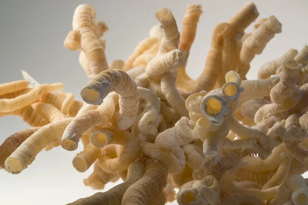 Serpulid worm buizen — Stockfoto