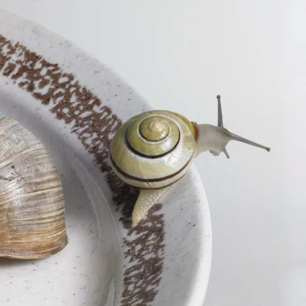 Escargots sur une plaque en céramique — Photo