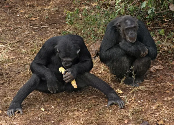Csimpánzok a földön — Stock Fotó