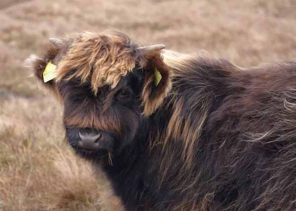 Retrato de ganado de Highland marrón oscuro — Foto de Stock