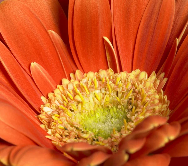 Gerbera flor closeup — Fotografia de Stock