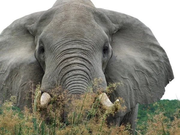Slon v vysoká travnatou vegetací — Stock fotografie