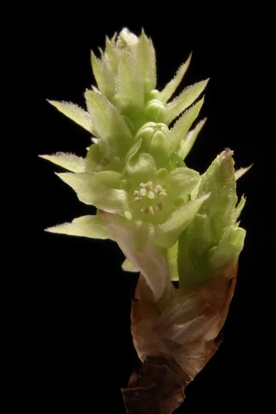 Macro sgot of a green bud — Stock Photo, Image