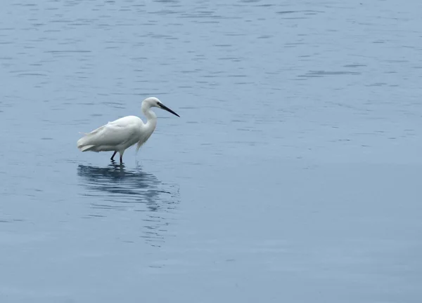 Egret in wet ambiance — Stok fotoğraf
