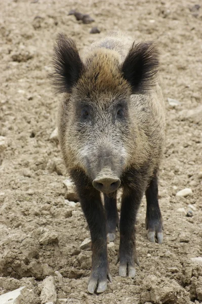 Wild boar portrait — Stock Photo, Image