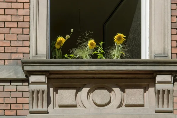 Słoneczniki i otwarte okno — Zdjęcie stockowe