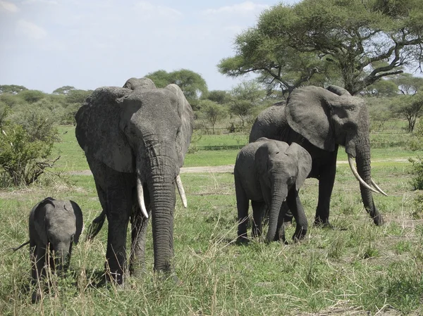 Familia de elefantes en África — Foto de Stock
