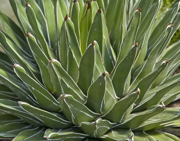 Saftiga växter detalj — Stockfoto