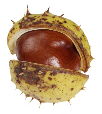 Half opened horse chestnut clipart