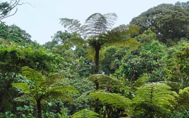 Vegetation in the Bwindi Impenetrable National Park clipart