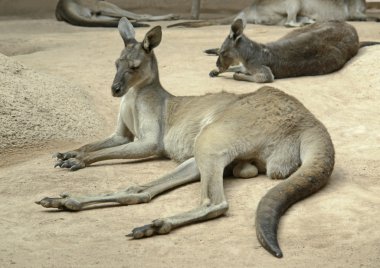 Kangaroos clipart