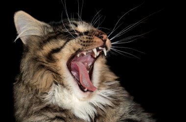 Yawning cat clipart