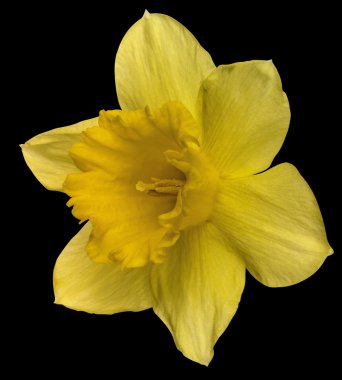 Yellow daffodil on black clipart