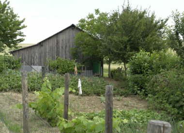 Allotment garden and utility shed clipart