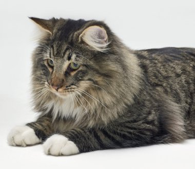 Resting Norwegian Forest Cat clipart