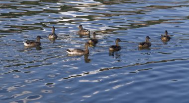 Ducks on reflective water surface clipart