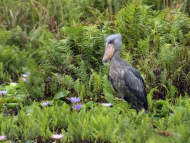 Shoebill in Uganda clipart