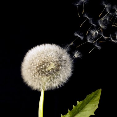 Blowball and flying dandelion seeds clipart