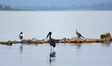 Birds at Lake Victoria clipart