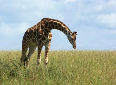 Giraffe in african grassland clipart