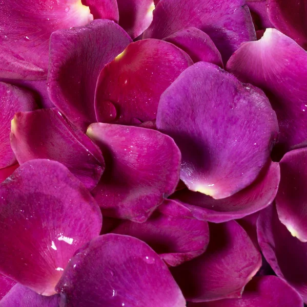 Wet violet rose petals — Stock Photo, Image