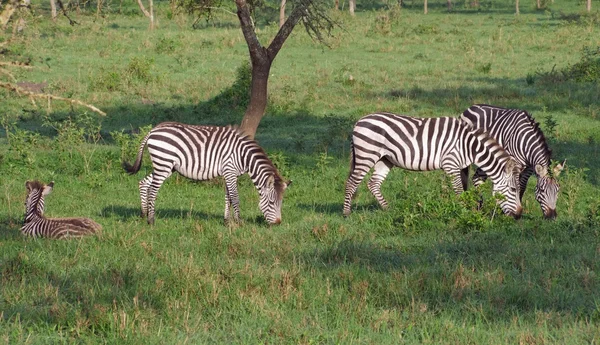 Zebror i uganda — Stockfoto