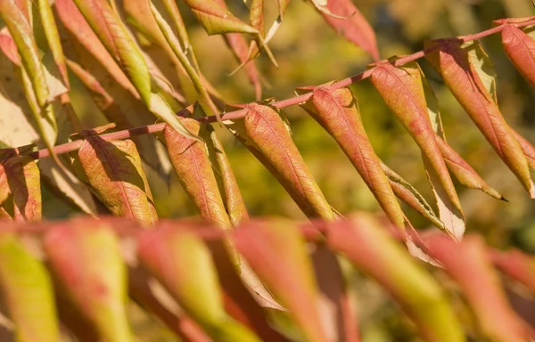 Staghorn feuilles de sumac — Photo