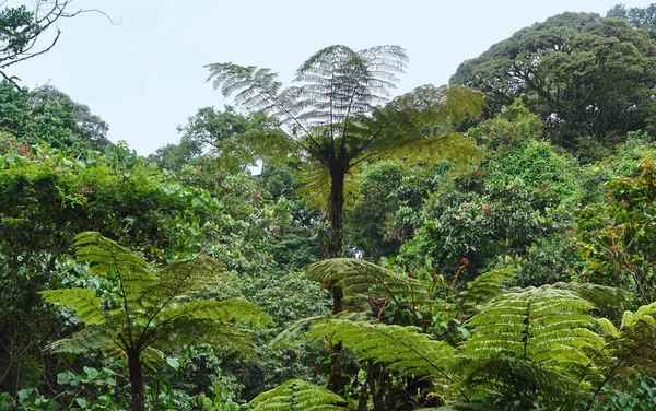 stock image Vegetation in the Bwindi Impenetrable National Park