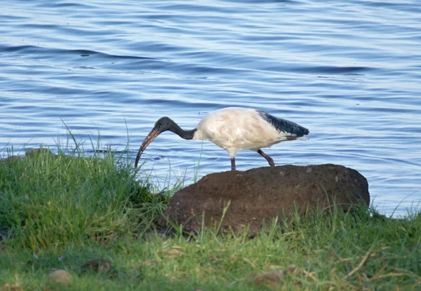 Heilige ibis — Stockfoto