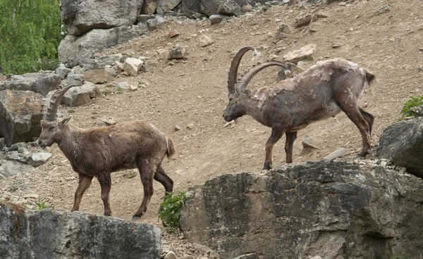 Fighting Alpine Ibex — Stock Photo, Image