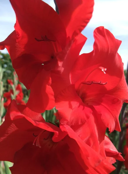 Red gladiolus flower — Stock Photo, Image