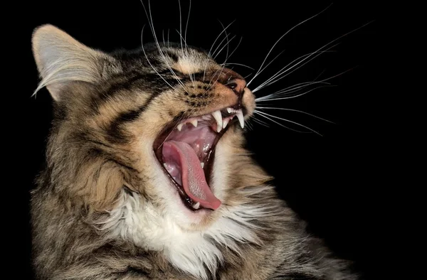 Зевающий кот — стоковое фото