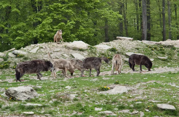 Стая серых волков — стоковое фото