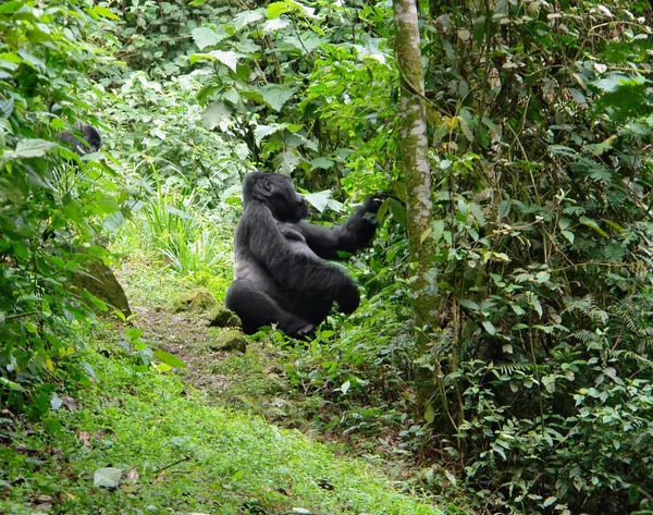 Mountain Gorilla in the cloud forest — Stock Photo, Image
