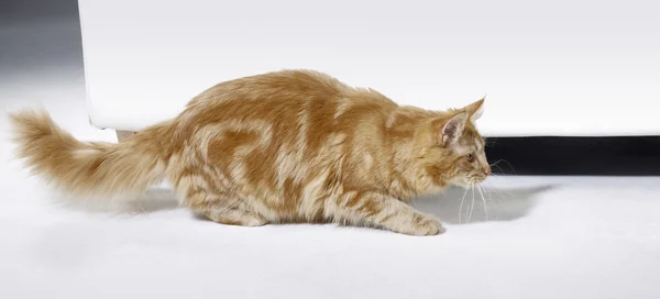 Sinsi maine coon yavru kedi — Stok fotoğraf