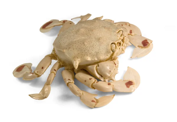 Moon crab in white back — Stock Photo, Image