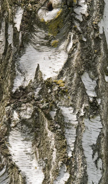 Dettaglio corteccia di betulla — Foto Stock