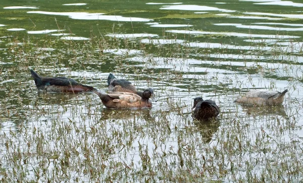 Plavecké kachny — Stock fotografie