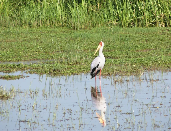 Waterside scenery with Yellow-billed Stork — Stok fotoğraf