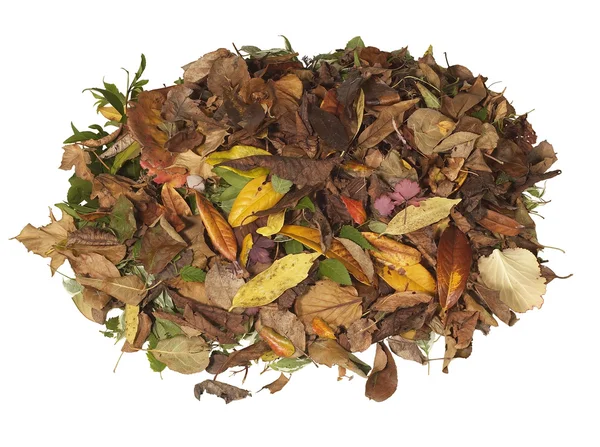 Stapel herfstbladeren — Stockfoto