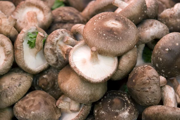 Lots of fresh mushrooms — Stock Photo, Image
