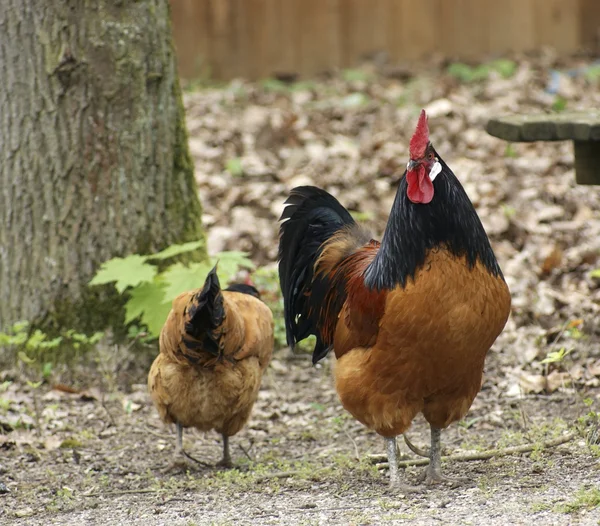 Veelkleurige kippen in natuurlijke rug — Stockfoto